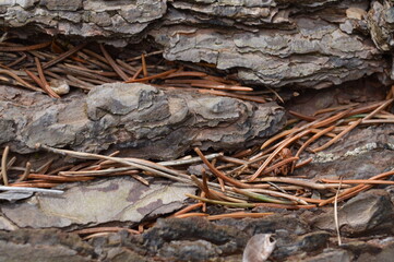 tree carcass close-up