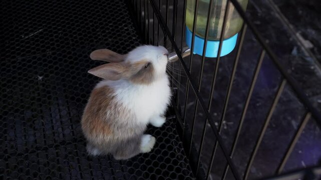 Thai Baby Rabbit are drinking water from pet water feeding bottle inside cage in the pet shop.	
