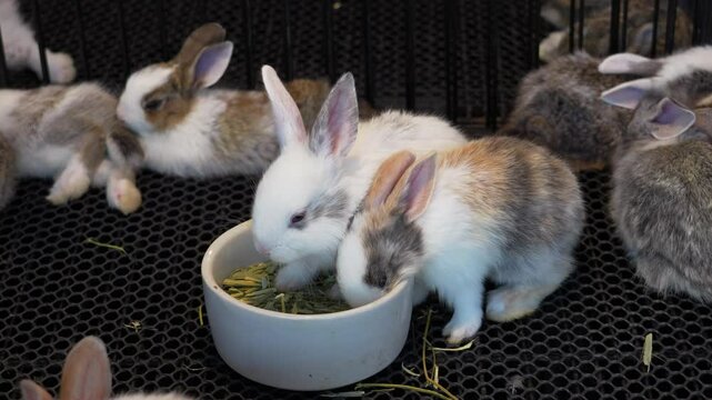 A group of Thai baby rabbits eating food in a ceramic feeding bowl in trade fair at the pet shop market or expo of Thailand.