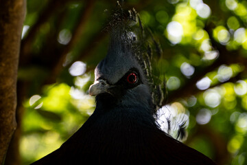 木にとまるカンムリバト