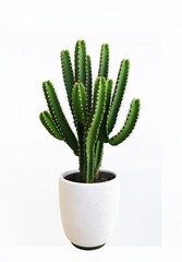 cactus in a pot
