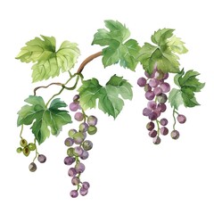 Obraz premium Watercolor clipart of a vine and branches symbol of connection to Christ