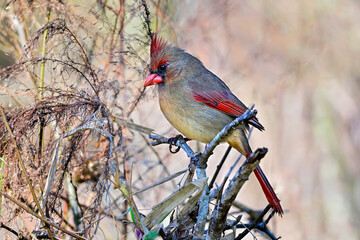 Northern cardinal