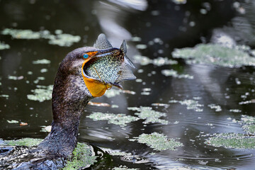 Double-crested Cormorant with a lunch