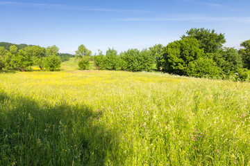 Obraz premium countryside landscape with green field in summer. alpine scenery with lush grassy meadow in carpathian mountain range of ukraine. forested rolling hills in the distance. sunny weather. rural region