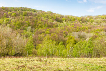 Obraz premium deciduous forest behind the green meadow. natural environment. sunny morning. countryside mountain landscape beneath a cloudy sky in spring. outdoor adventure and recreation