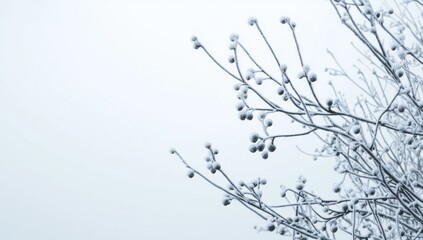 Fototapeta premium Winter's Embrace: A Frosty Branchescape