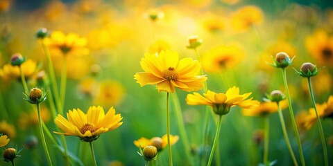 Obraz premium Vibrant Yellow Flowers Long Exposure Photography - Blooming Meadow Springtime