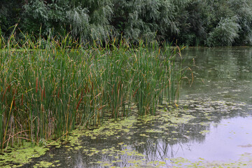 Obraz premium Serene Lake with Cattails swamp area and willow trees