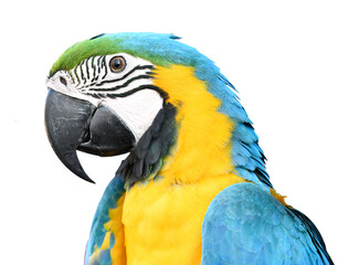 head of colorful macaw with blur background