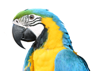 head of colorful macaw with blur background