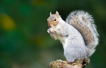 Grey squirrel eating nuts on a mossy tree branch