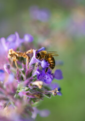 Close-up of a honey bee on purple salvia flower collecting nectar