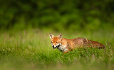 Portrait of a red fox walking in a meadow