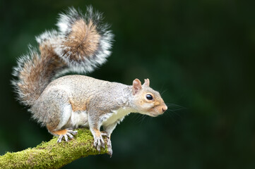 Grey squirrel standing on a mossy tree branch