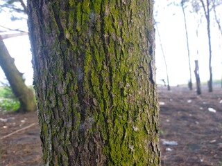 tree in the forest park background