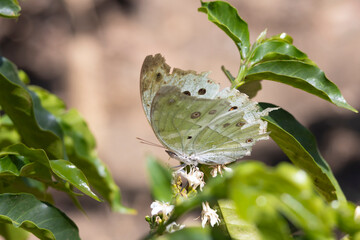 Beautiful Forest or Commong mother-of-pearl (Protogoniomorpha parhassus) on white flowers of coffee plant in garden of Arusha lodging Tanzania in East Africa