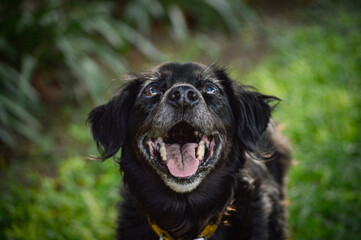 black dog portrait