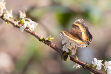 Garden Commodore also called Garden Inspector (Precis archesia) on flowers of coffee plant in...