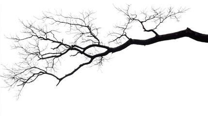 Elegant Bare Tree Branches Silhouette - Striking Nature Scene