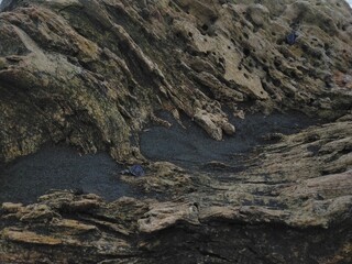 wood in the sea background photography