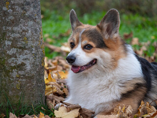 Portrait eines Welsh Corgi Pembroke im Herbstlaub