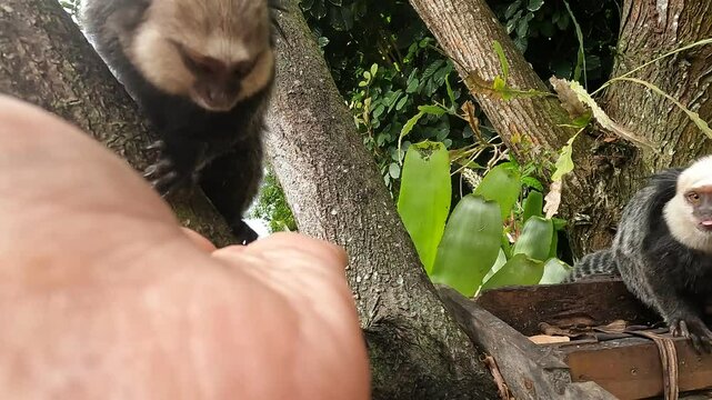 Cute monkeys in nature