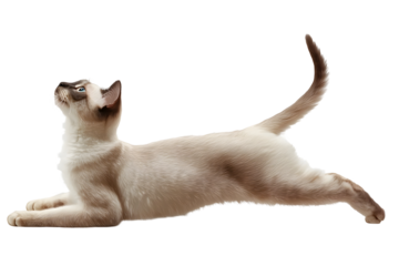 Elegant Siamese Cat Stretching on Plain White Background