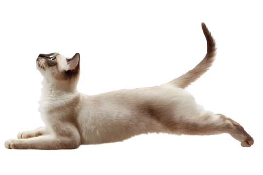 Elegant Siamese Cat Stretching on Plain White Background