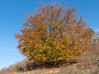 Rotbuche mit Herbstlaub am Staffelberg nahe Bad Staffelstein in Franken, Deutschland