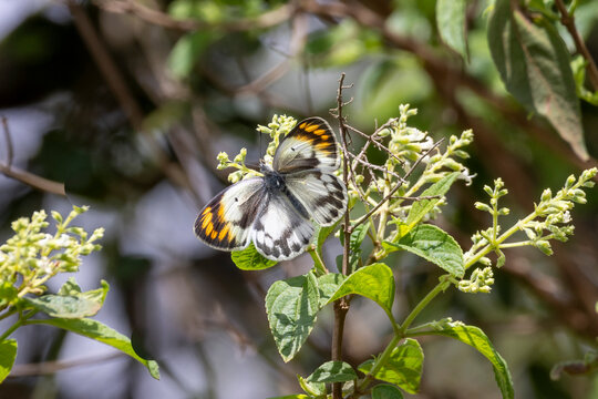 Round-winged Orange Tip (Colotis euippe) in garden of Arusha lodging in Tanzania in East Africa