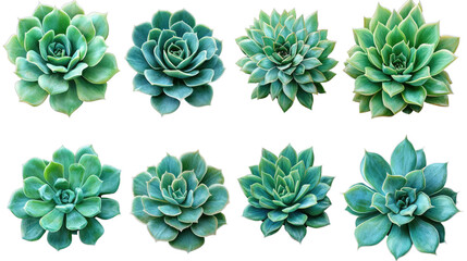 Fototapeta premium Botanical Collage: A captivating top-down view showcasing a vibrant assortment of eight unique succulents, their verdant petals and intricate forms arranged in an eye-pleasing design.