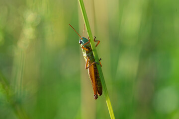 Grashüpfer am Grashalm auf einer grünen Wiese