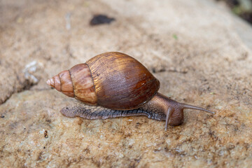Giant African land snail (Lissachatina fulica) largest species of snail in Arusha National Park in Tanzania East Africa
