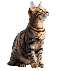 Fototapeta premium Majestic Bengal Cat Sitting Attentively on Plain White Backdrop