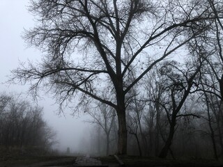 Foggy morning in the forest: bare trees against a background of thick fog, creating an atmosphere of mystery and solitude, an ideal image for nature stock photos