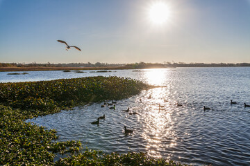 A dynamic scene of seagulls and ducks on a rippling lake under a clear sky, with vegetation in the foreground