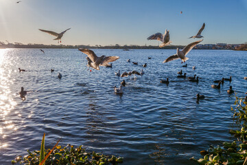 A dynamic scene of seagulls and ducks on a rippling lake under a clear sky, with vegetation in the foreground