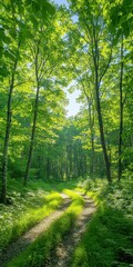 Fototapeta premium Nature walk through sunlit forest pathway tranquil outdoor scene captured from low angle perspective