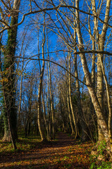 Fototapeta premium A path covered in fallen leaves winds through a forest of bare trees against a bright blue sky.