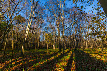 A path covered in fallen leaves winds through a forest of bare trees against a bright blue sky.