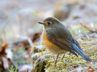 森の中で地面に降りて周りを見渡しているルリビタキ