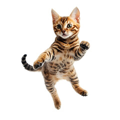 Energetic Bengal cat jumping on plain white isolated transparent background