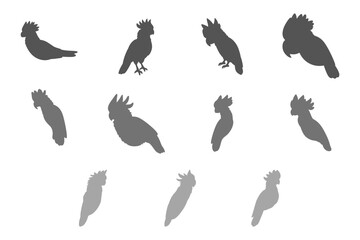 Simple Cockatoo Illustration Design Set