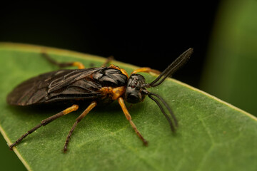 Black and Yellow Tree Fly Resting on Green Leaf
