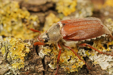 Closeup on an adult cockchafer. Melolontha melolontha on lichen covered wood