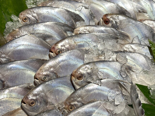 Close up of frozen fish display in a local traditional market. Various type of fishes caught from fresh sea water or fresh water. To be bought, consumed, and cooked by buyers.