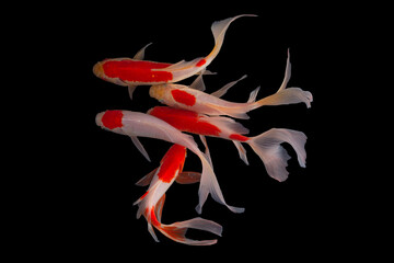 Koi fish isolated on a black background. Fish in the aquarium