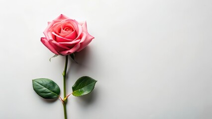 Fototapeta premium Beautiful solitary rose on white background, isolated, minimalist, isolated, minimalist, floral arrangement, red rose, beauty