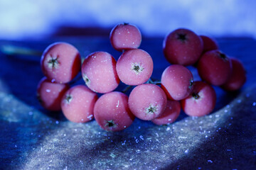 Berries in ultraviolet light. Ultraviolet light. UV. 